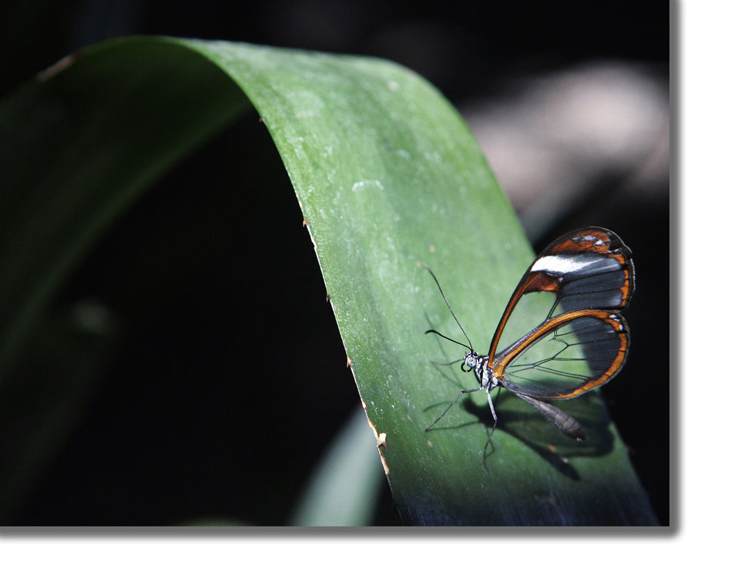 CANVAS PRINTS - MICHIGAN GLASSWING BUTTERFLY