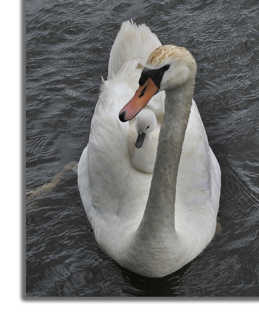 CANVAS PRINTS - MICHIGAN SWAN WITH CYGNET