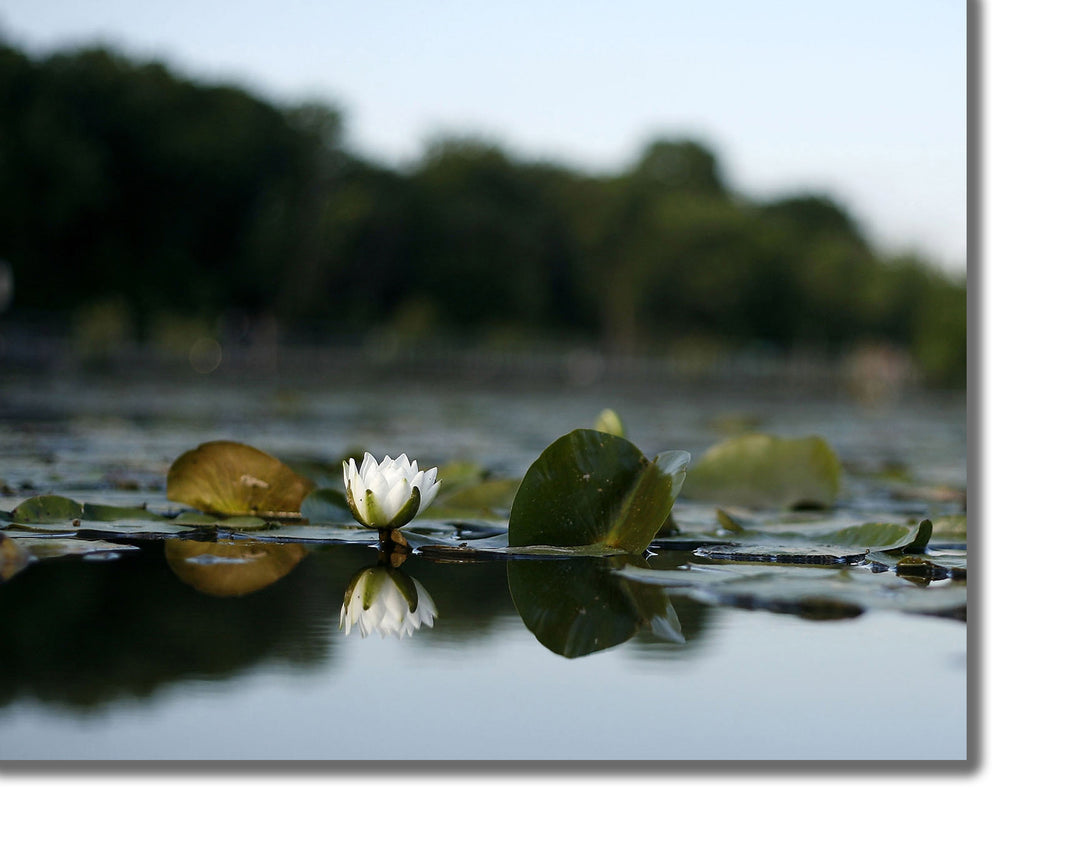 CANVAS PRINTS - MICHIGAN WATER LILY