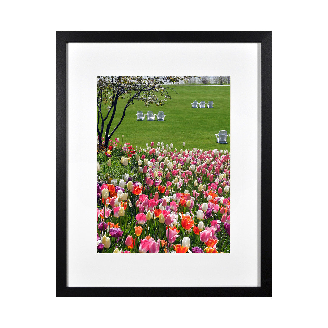 Framed Print Photos - MACKINAC ISLAND TULIPS