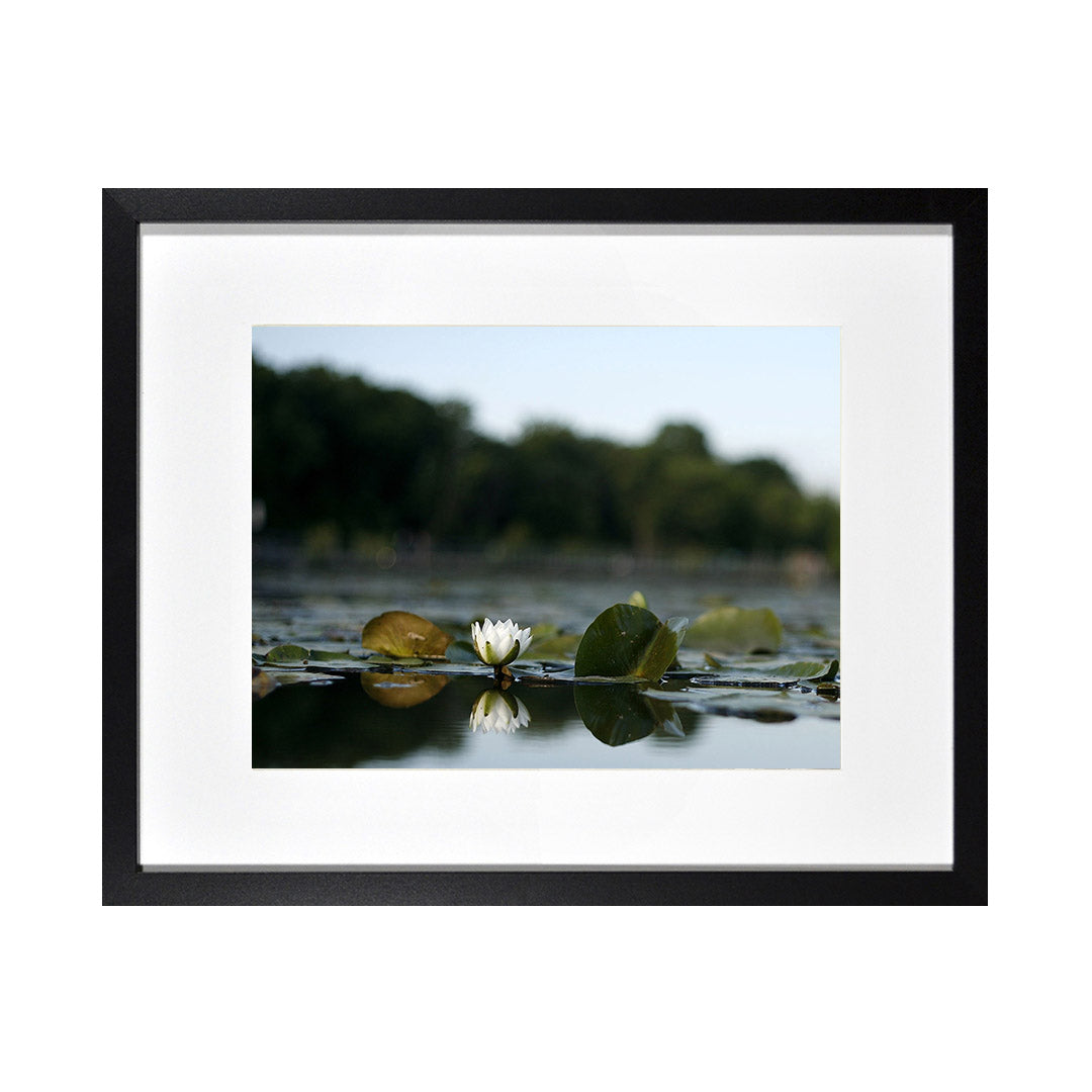 Framed Print Photos - MICHIGAN WATER LILY