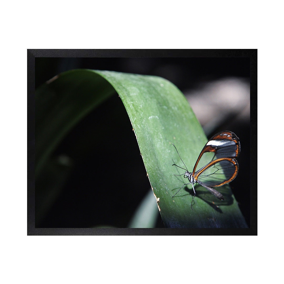 Framed Canvas Photos - MICHIGAN GLASSWING BUTTERFLY